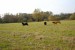 DSC_00160014.JPG